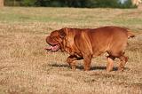 DOGUE DE BORDEAUX 389